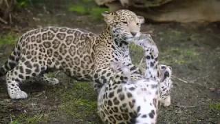 Jaguar Cubs at the San Antonio Zoo