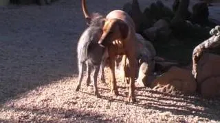 Hund liebt Warzenschwein