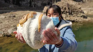 Large scallops weighing over 10 kilograms. How big are the pearls in its body?