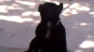 Собака танцует на Каzантипе Супер приколы про животных Февраль  2014
