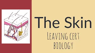 The Skin for Leaving Cert Biology