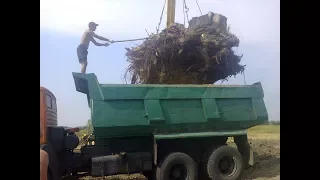 срезать-спиливание-спил-удаление деревьев-спилить дерево цена киев