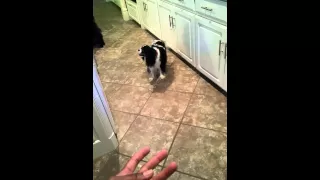 Dog Demanding Treats Before Meal Finished