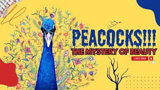 PEACOCKS: The Mystery Behind The Beauty