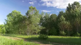 [10 Hours] Summer Trees with Birds - Video & Audio [1080HD] SlowTV