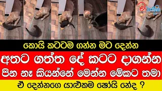 කොයි කටටම ගන්න මට දෙන්න