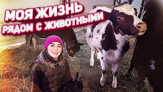 Куда столько кормов?! Приезд и помощь Главы Семейства! | Молодая Ферма