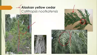 Cypress family plants in Washington state