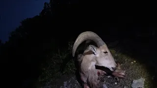 Smith Ranch Aoudad Bow Hunt 2020 + MORE