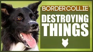 How To Stop Your BORDER COLLIE Destroying Things