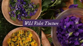 Wild Violet Tincture, Perfectionism, and Spring's Arrival