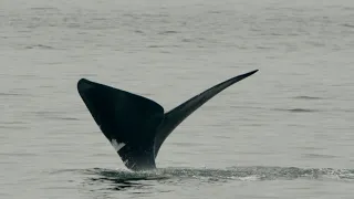 North Atlantic right whale spotted in the Bay of Fundy for the first time