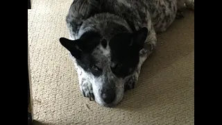 Australian Cattle Dog and Schizophrenia