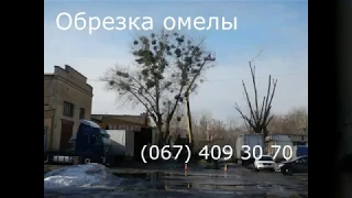 Обрезка омелы