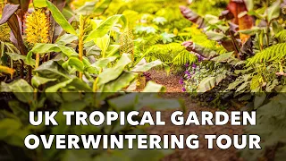 MASSIVE UK Tropical Garden Autumn Overwintering Tour - Winter Care for my Exotic Plants