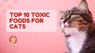 Top 10 Toxic Foods for Cats:  Beware Cat Owners!