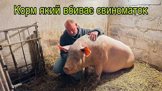 Корм 👎Яким Мало Не Вбили,Нашу Свиноматку Дашку🐖🐽