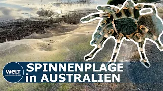 SPINNENPLAGE AUSTRALIEN: Nach Hochwasser hüllen teils giftige Spinnen Australien in ihre Netze