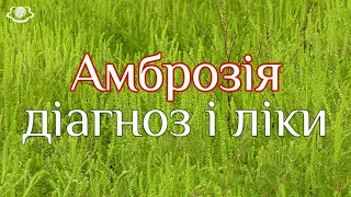 Амброзія - діагноз та ліки