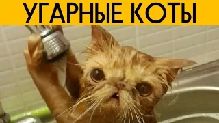 🐺🐱 САМЫЕ СМЕШНЫЕ КОТЫ ИНТЕРНЕТА 🐱😜🐱 ПРИКОЛЫ С КОТАМИ, КОШКАМИ И КОТЯТАМИ - ВАЙНЫ