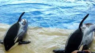 Loro Parque- Orcas