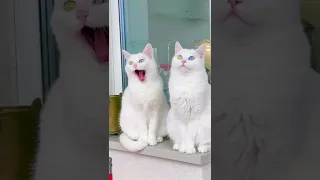 Самые смешные животные 2022  Best funny animals 2022