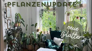 PFLANZENUPDATE 🌿 So geht es meinen Pflanzen gerade + neue Blätter ✨