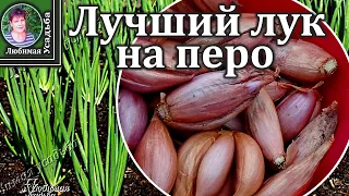 Хотите посадить лук на перо под зиму?  Лучше этого лука вам не найти .  МНОГО, ОЧЕНЬ МНОГО  зелени.