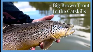 BIG Brown Trout: Fishing The Legendary Catskill Mountains
