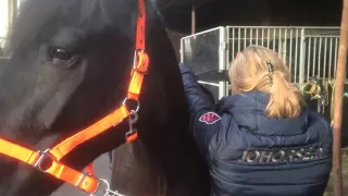 wegen van paarden via JOHORSE nl mobiele paardenweegschaal