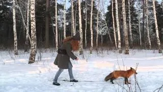 The World: Is this Siberian fox wild, domesticated or something in between?