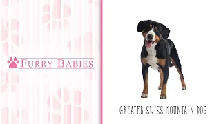 Is the Greater Swiss Mountain Dog the right breed for you?