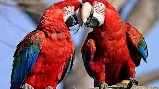 Australia: The Land of Parrots "Majestic Birds" (Nature Documentary)