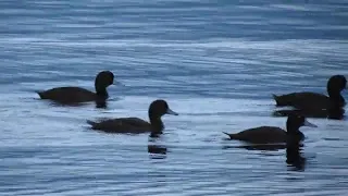 Футаж утки на воде
