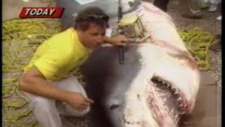 World's Biggest Shark caught on a rod and reel. August 1986