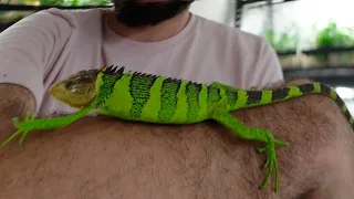 Rarest Reptile Unboxing in the USA
