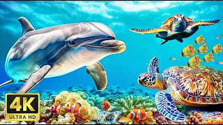 Under Red Sea 4K - Sea Animals for Relaxation, Colorful Beautiful Coral Reef Fish in Aquarium