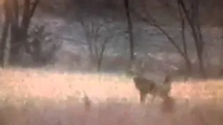 Dead deer jump