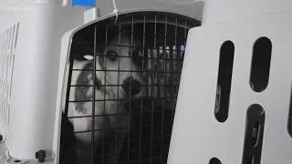 More than 600 dogs, cats arrive in Seattle from Hawaii to find homes
