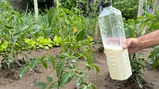 After planting tomatoes, sprinkle with this milk solution and say goodbye to mana and flour!