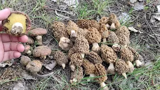За грибами. Сморчки и маслята. Весенние грибы 2021.