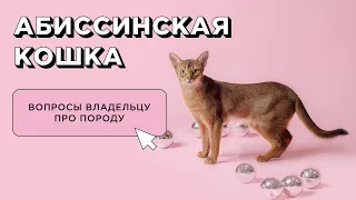 10 вопросов об абиссинской кошке: характер и поведение. Отзыв владельца