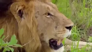 фильм о животных ( дикая природа Африка )