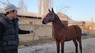 САРДОРДА КРАСАФЧИК ТОЙЛАР.. ТОЙЛАР РОССИЯДАН КЕЛДИ..