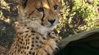 Cheetah Cubs Attack Film Crew's Microphone