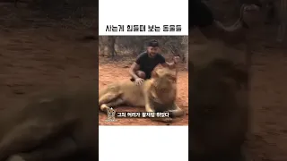 사는게 힘들때 보는 동물들