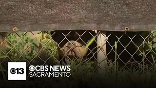 Man sends warning to south Sacramento community after dog attack