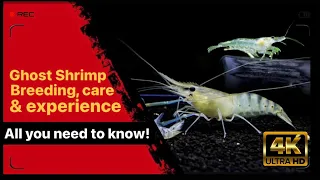Ghost shrimp complete care guide