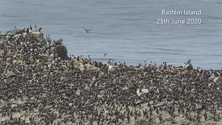 So many hungry little mouths to feed! Rathlin Island seabird colony in late June