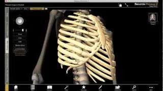 Exploring the Thoracic Cage with Skeleton Premium